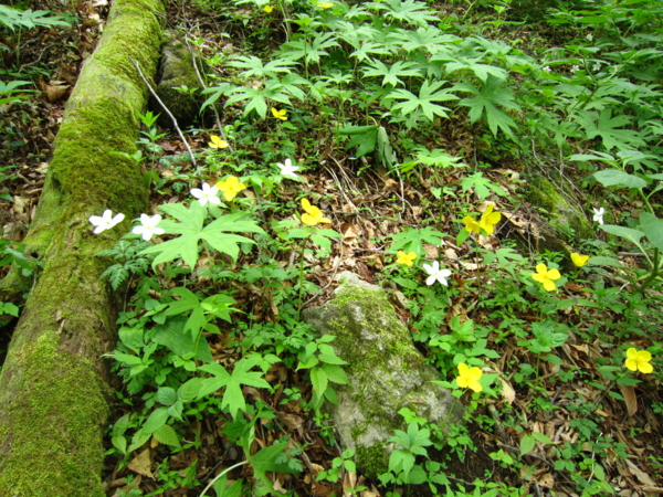 f:id:placeness:20120513143004j:image f:id:placeness:20120513143004j:image