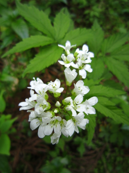 f:id:placeness:20120513143326j:image f:id:placeness:20120513143326j:image