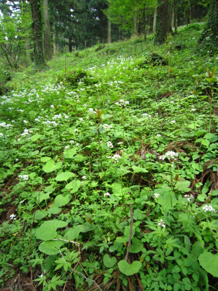 f:id:placeness:20120513143430j:image f:id:placeness:20120513143430j:image