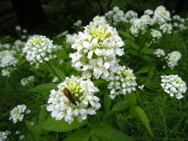 f:id:placeness:20120513143602j:image f:id:placeness:20120513143602j:image