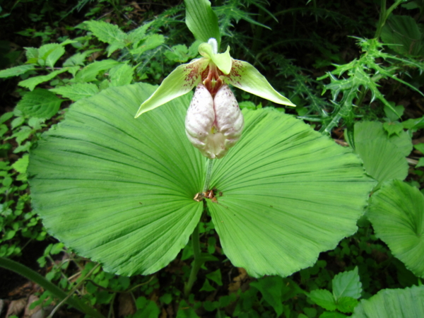 f:id:placeness:20120526140702j:image f:id:placeness:20120526140702j:image