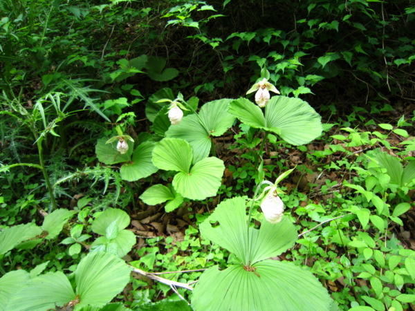 f:id:placeness:20120526140718j:image f:id:placeness:20120526140718j:image