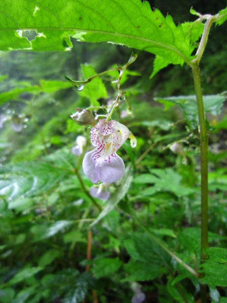 f:id:placeness:20120902095037j:image f:id:placeness:20120902095037j:image