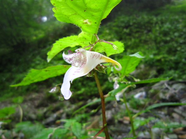 f:id:placeness:20120902095052j:image f:id:placeness:20120902095052j:image