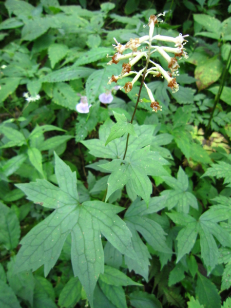 f:id:placeness:20120902101739j:image f:id:placeness:20120902101739j:image