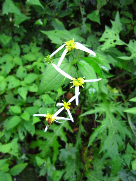 f:id:placeness:20120902101830j:image f:id:placeness:20120902101830j:image