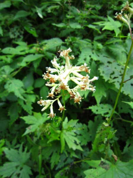 f:id:placeness:20120902110819j:image f:id:placeness:20120902110819j:image