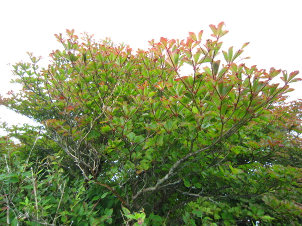 f:id:placeness:20120902113258j:image f:id:placeness:20120902113258j:image