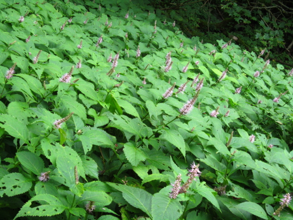 f:id:placeness:20120902114940j:image f:id:placeness:20120902114940j:image