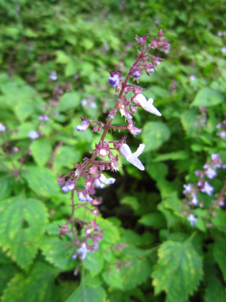 f:id:placeness:20120902135833j:image f:id:placeness:20120902135833j:image