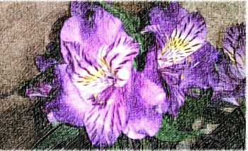 アルストロメリア 紫 Once Again