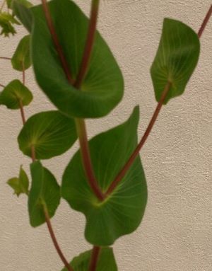 f:id:planet2019:20200129041022j:plain