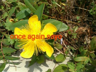 f:id:planet2019:20200615144132j:plain