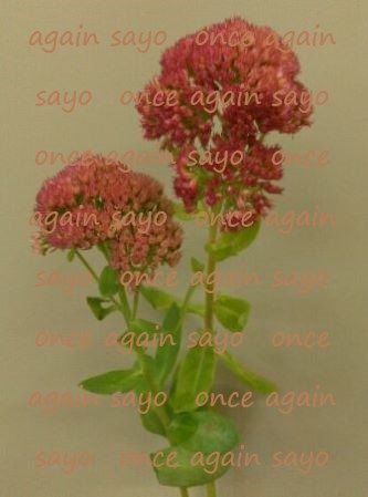 f:id:planet2019:20200913230004j:plain f:id:planet2019:20200913230004j:plain