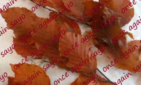 f:id:planet2019:20200928082018p:plain f:id:planet2019:20200928082018p:plain