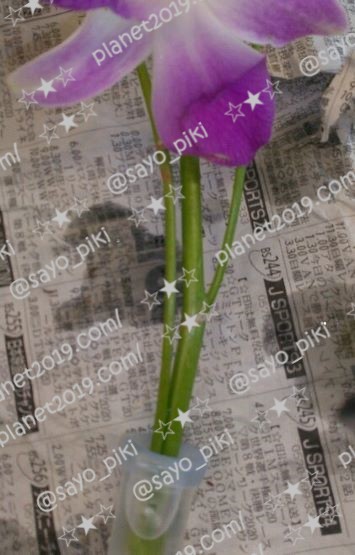 f:id:planet2019:20210516011838j:plain