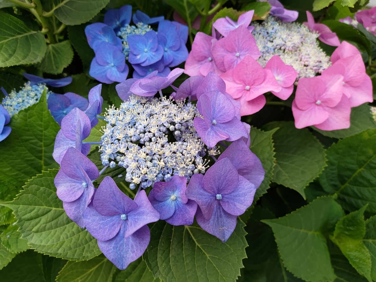 f:id:planetes228:20210607223515j:plain