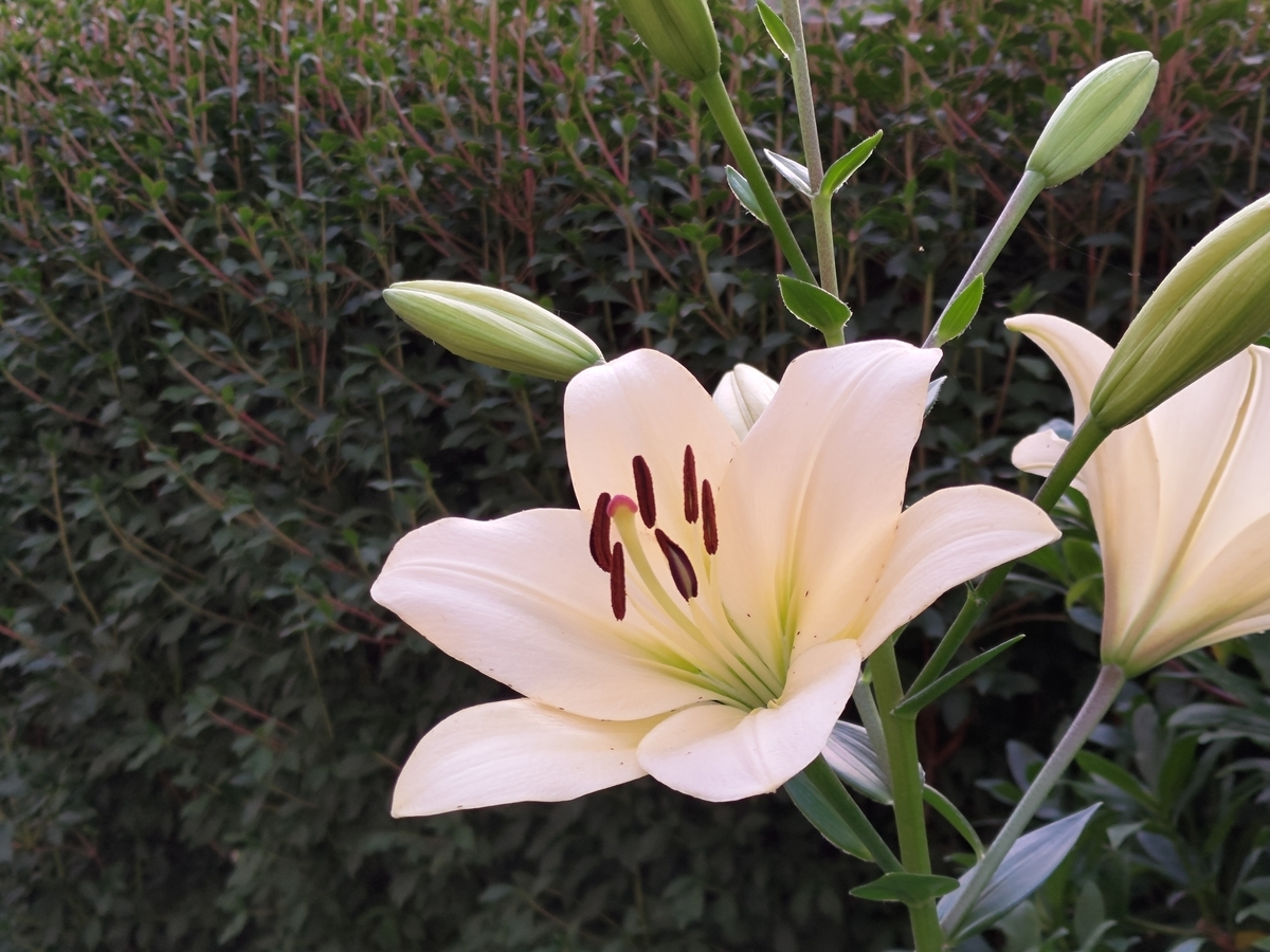 f:id:planetes228:20210607223545j:plain