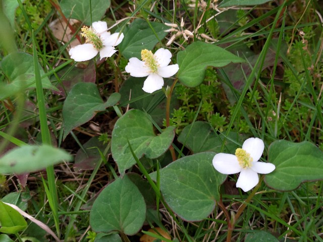 f:id:planetes228:20210612180418j:image