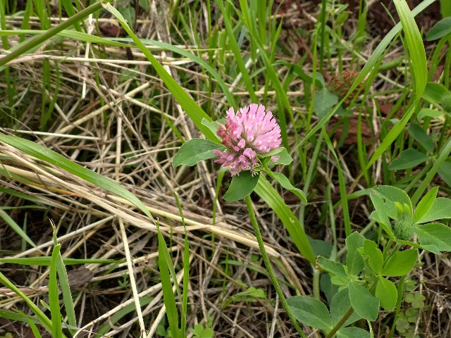 f:id:planetes228:20220520094200j:image