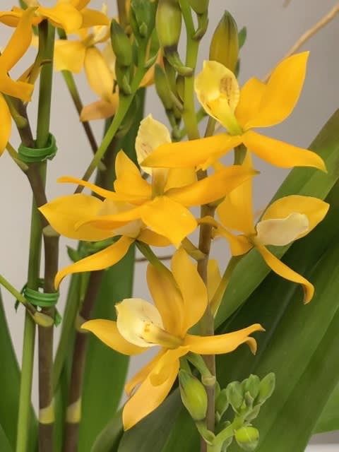 洋ランの花（その3） - 魅力の植物！自由研究