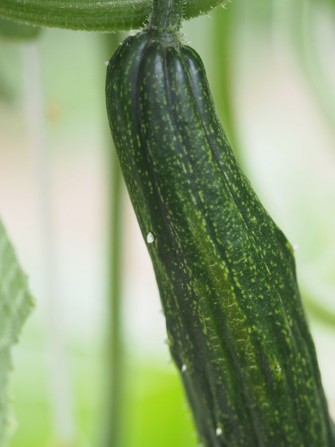採り遅れて巨大化した四葉キュウリの食味は? - 魅力の植物!自由研究