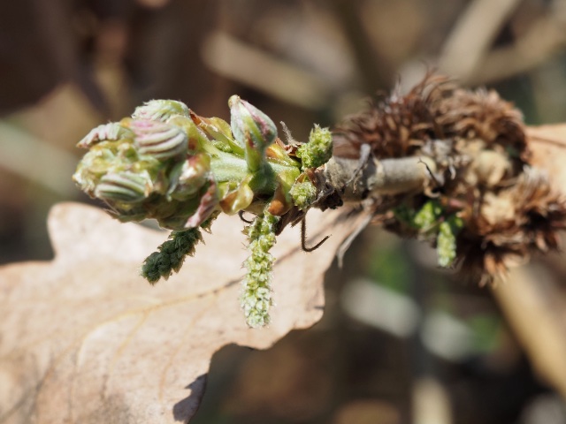 カシワの芽吹き - 魅力の植物！自由研究