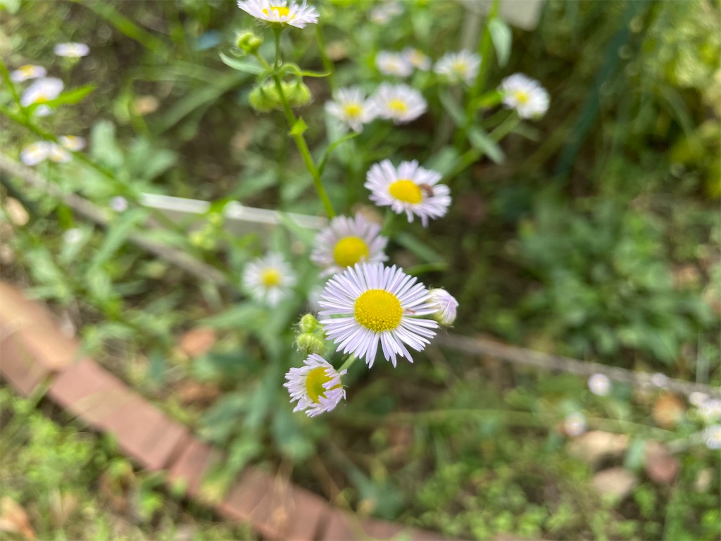 f:id:plant_macky:20201029190359j:image