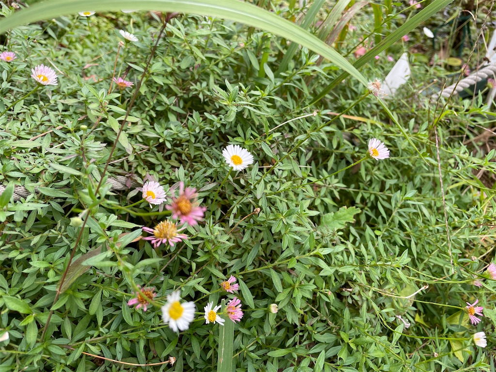 f:id:plant_macky:20201029190439j:image