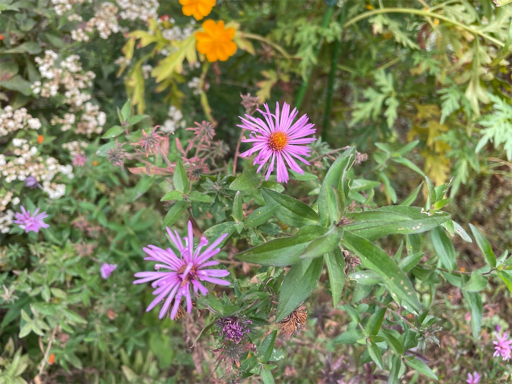 f:id:plant_macky:20201029190723j:image