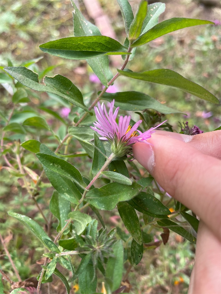 f:id:plant_macky:20201029190728j:image