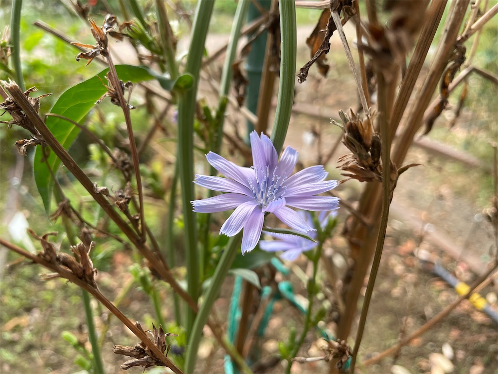 f:id:plant_macky:20201029191549j:image