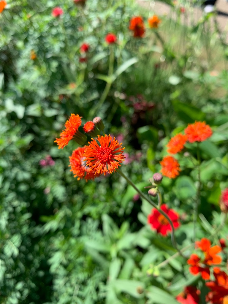 f:id:plant_macky:20201029192045j:image