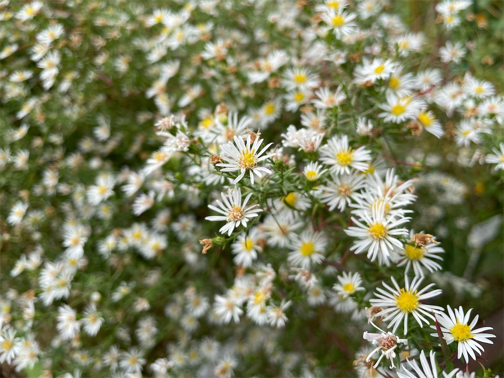 f:id:plant_macky:20201029192346j:image