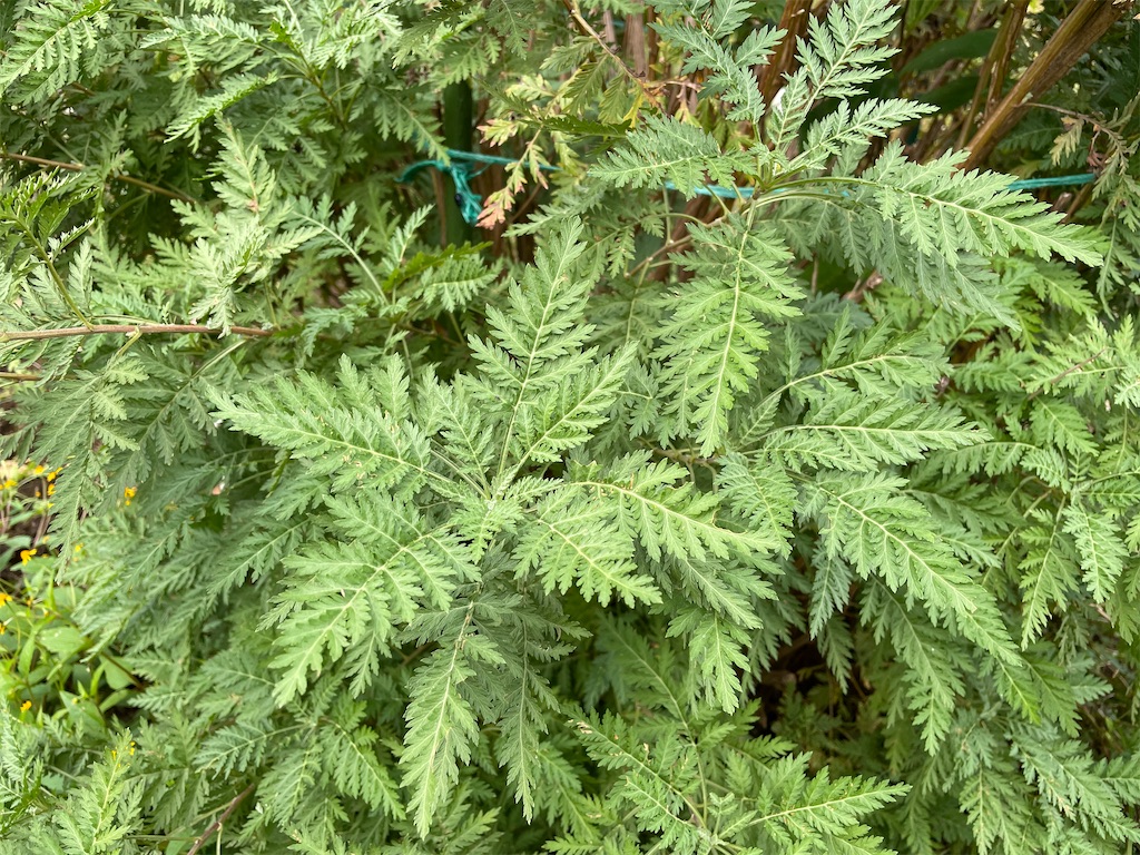 f:id:plant_macky:20201029192411j:image