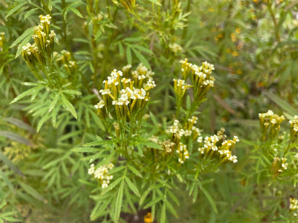 f:id:plant_macky:20201029192500j:image