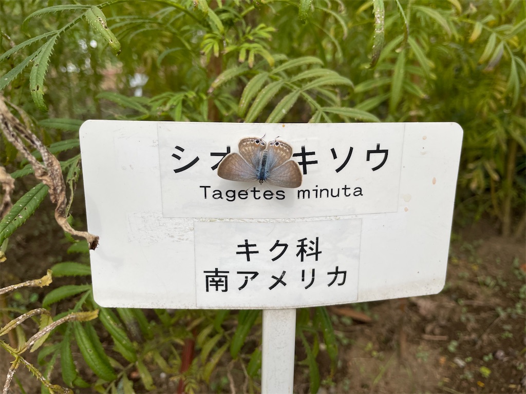 f:id:plant_macky:20201029192822j:image