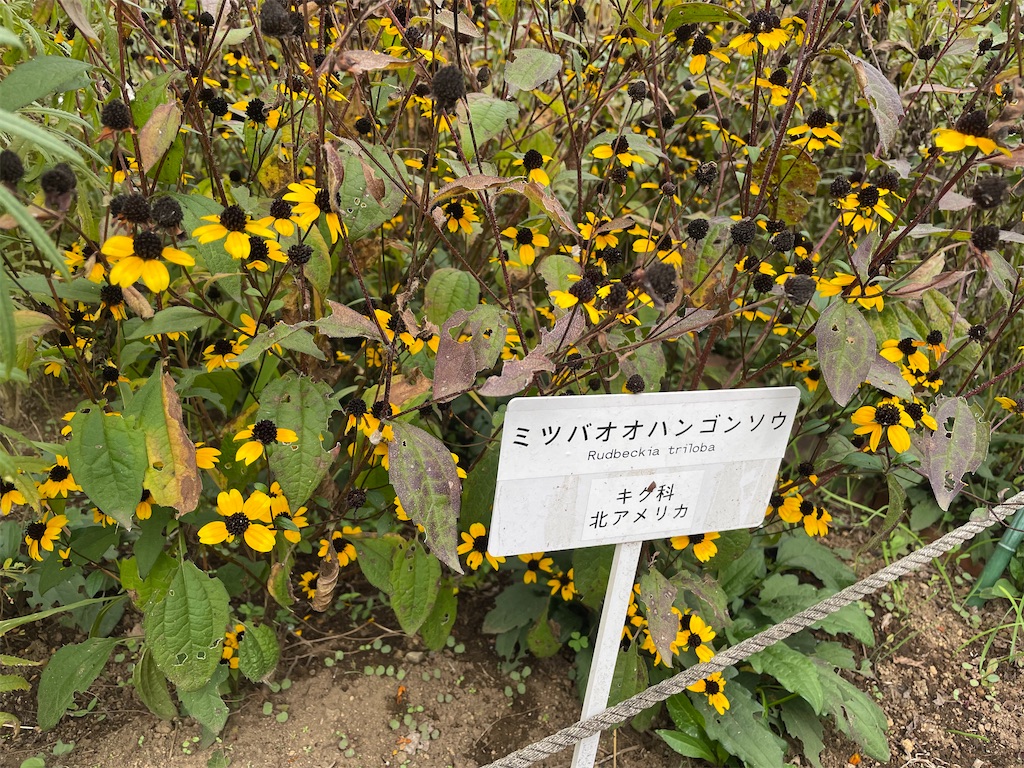 f:id:plant_macky:20201029192923j:image