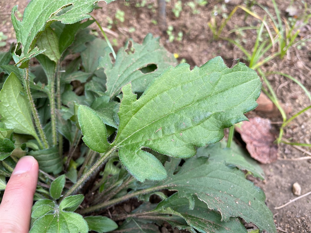 f:id:plant_macky:20201029192927j:image