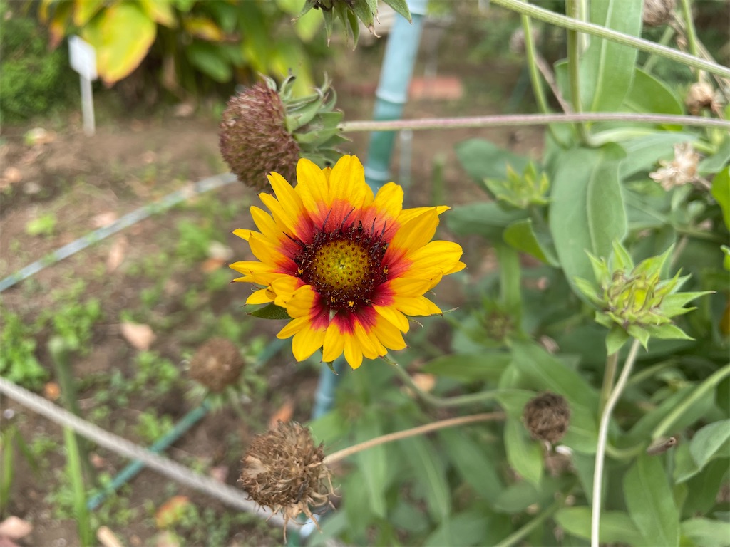 f:id:plant_macky:20201029203124j:image