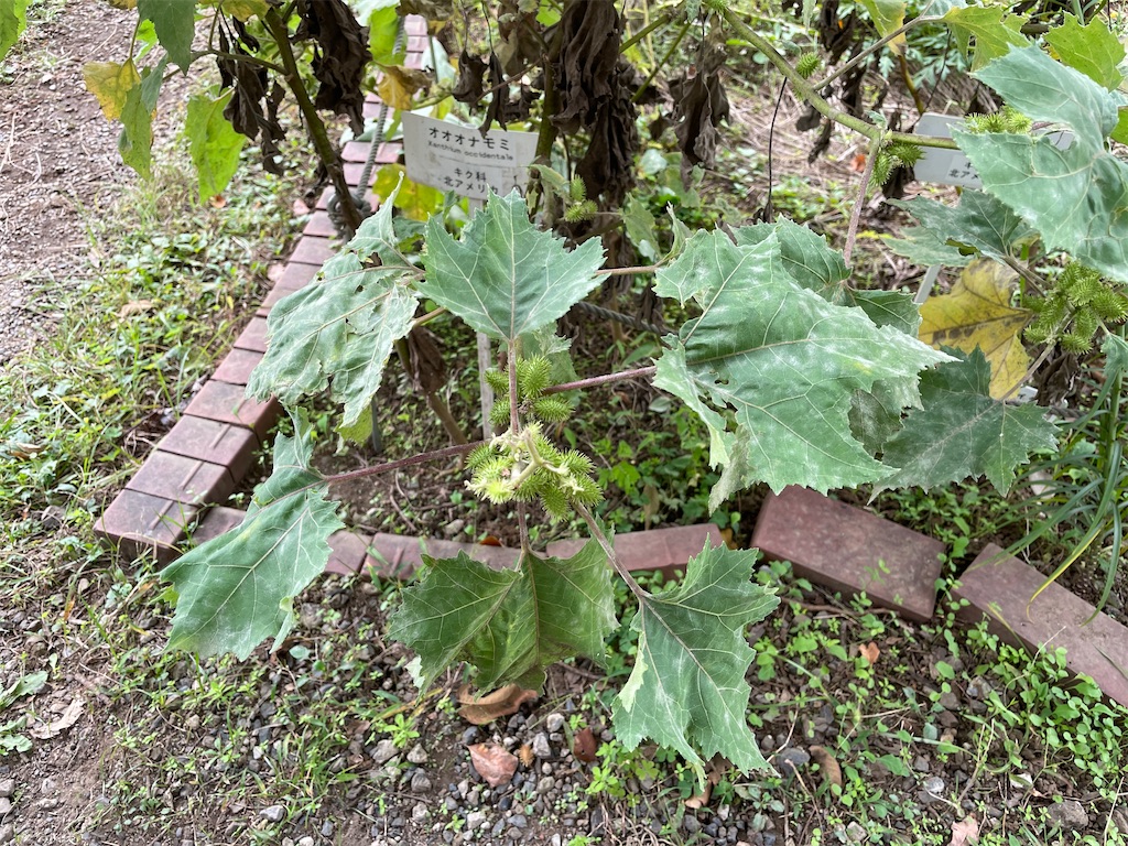 f:id:plant_macky:20201029203758j:image