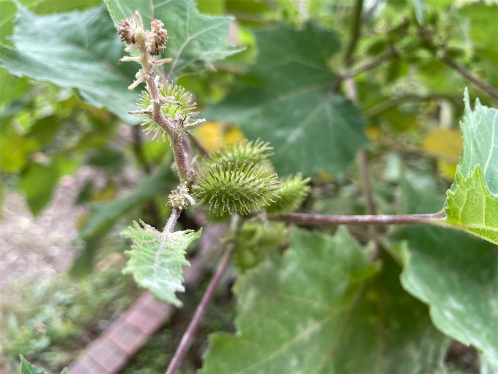 f:id:plant_macky:20201029203819j:image