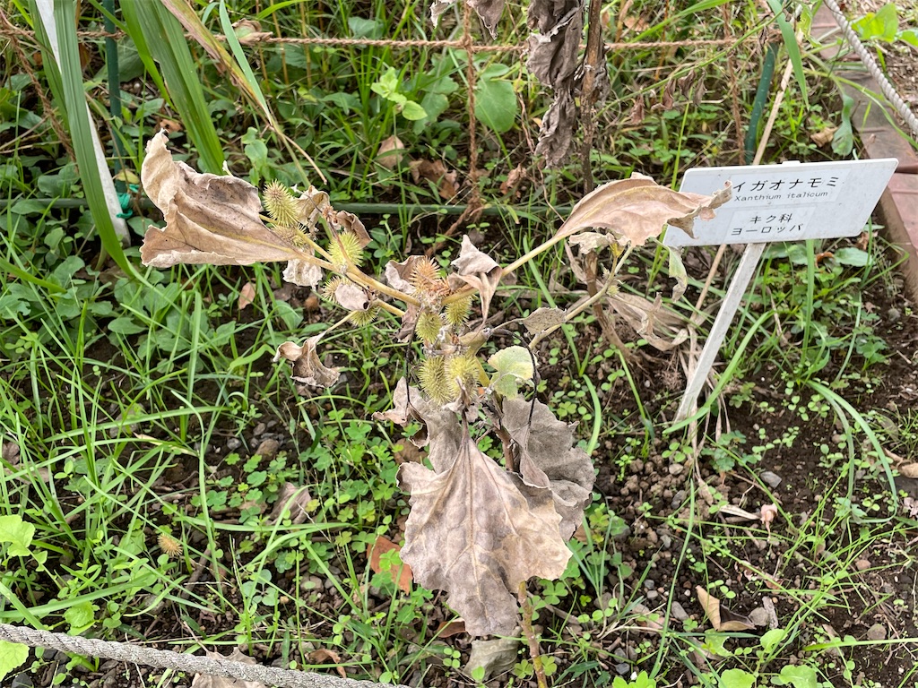 f:id:plant_macky:20201029203852j:image