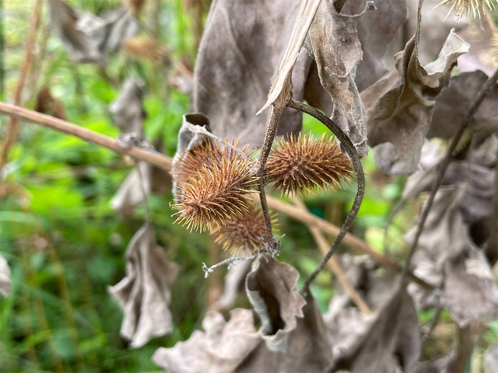 f:id:plant_macky:20201029203902j:image