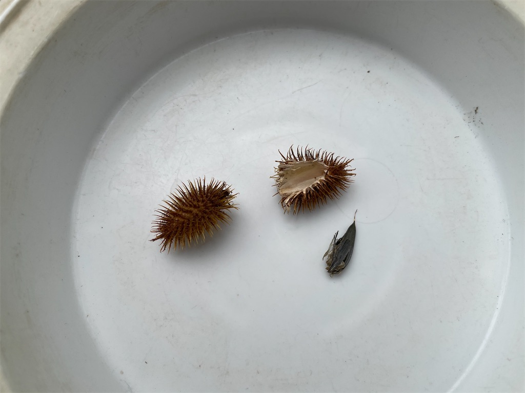 f:id:plant_macky:20201029205658j:image