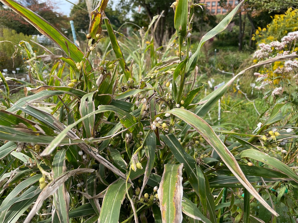 f:id:plant_macky:20201029210424j:image