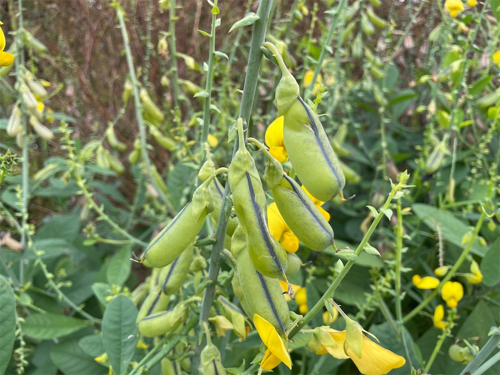 f:id:plant_macky:20201029210631j:image