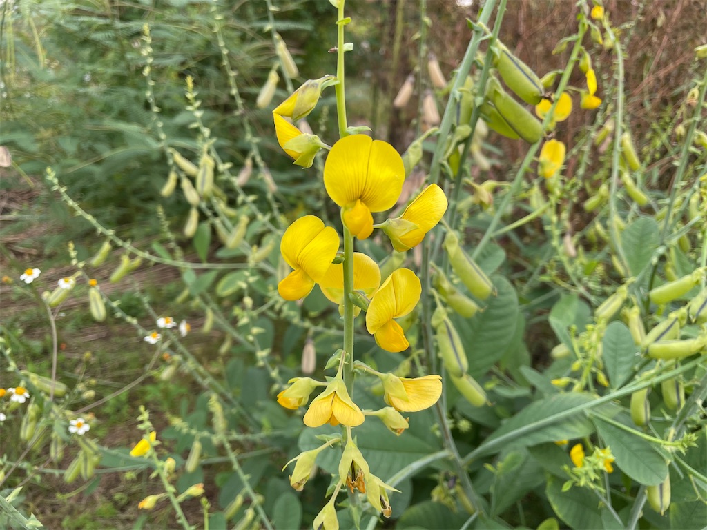 f:id:plant_macky:20201029210638j:image