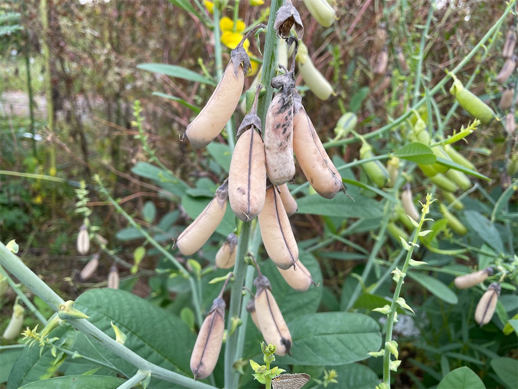 f:id:plant_macky:20201029210643j:image