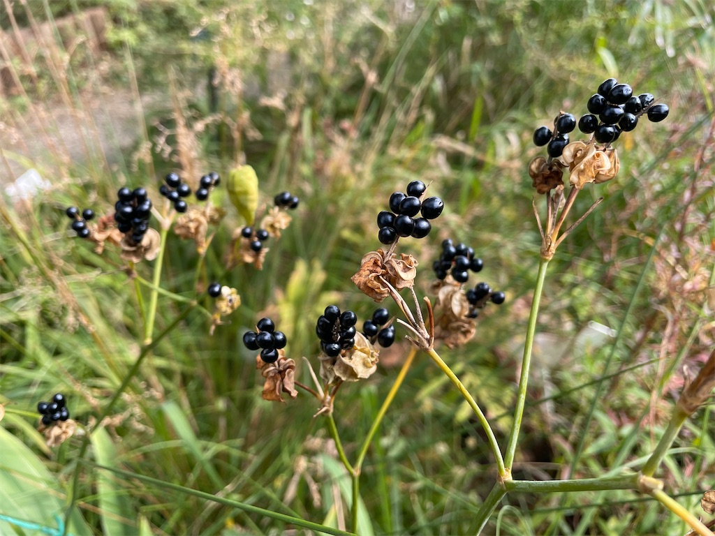 f:id:plant_macky:20201029211409j:image